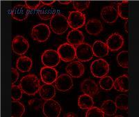 OriGene AM03021SU-N image 1