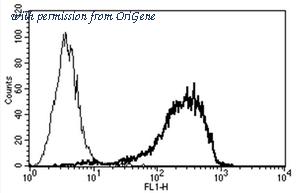 OriGene AM03022AF-N image 1