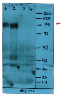 OriGene AM03025PU-N image 1