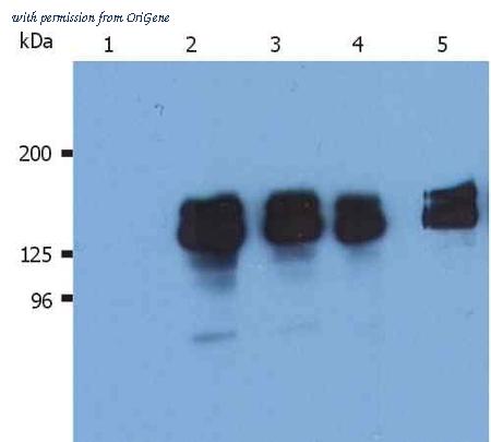 OriGene AM03031PU-N image 1