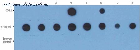 OriGene AM03041PU-N image 1