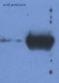 OriGene AM03077PU-N image 1