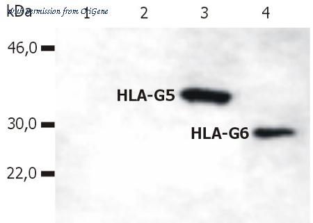 OriGene AM03081PU-N image 1