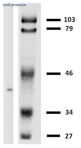 OriGene AM03083PU-N image 1