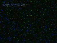 OriGene AM03092FC-N image 1