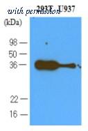 OriGene AM03126PU-S image 1