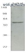 OriGene AM03127PU-S image 1