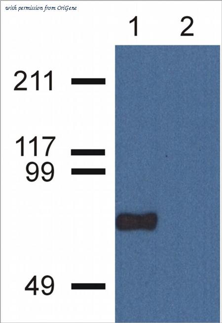 OriGene AM03131PU-N image 1