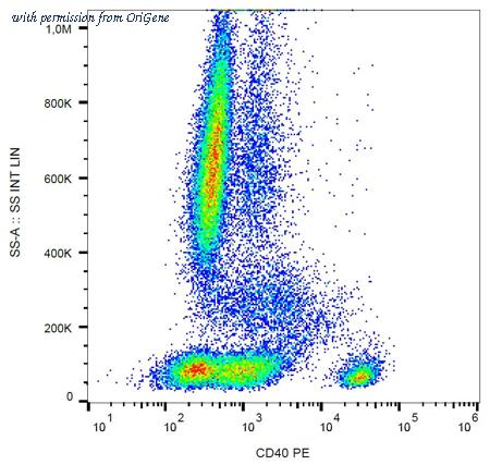 OriGene AM03135RP-N image 1