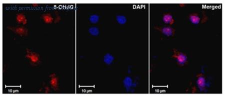 OriGene AM03160PU-N image 1