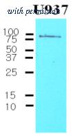 OriGene AM03178PU-N image 1