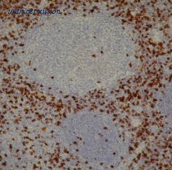 OriGene AM05530SU-T image 1