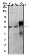 OriGene AM06415SU-N image 1