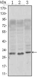 OriGene AM06418SU-N image 1