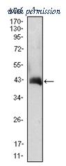 OriGene AM06421SU-N image 1