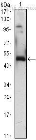 OriGene AM06427SU-N image 1