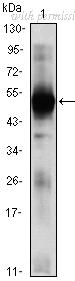 OriGene AM06429SU-N image 1