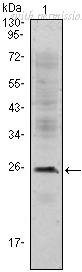 OriGene AM06435SU-N image 1