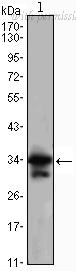 OriGene AM06437SU-N image 1