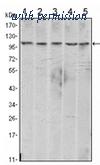OriGene AM06440SU-N image 1