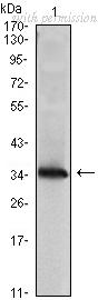 OriGene AM06451SU-N image 1