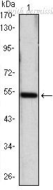 OriGene AM06459SU-N image 1