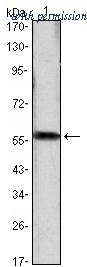 OriGene AM06463SU-N image 1