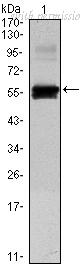 OriGene AM06472SU-N image 1