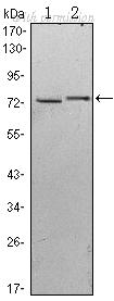 OriGene AM06473SU-N image 1