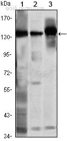 OriGene AM06475SU-N image 1