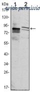 OriGene AM06476SU-N image 1