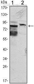 OriGene AM06477SU-N image 1