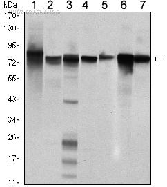 OriGene AM06481SU-N image 1