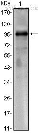 OriGene AM06483SU-N image 1