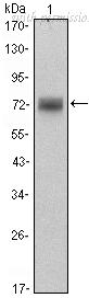 OriGene AM06484SU-N image 1