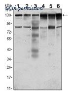 OriGene AM06487SU-N image 1