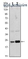 OriGene AM06488SU-N image 1