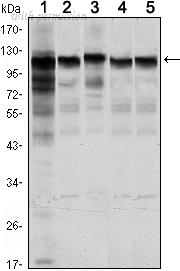 OriGene AM06493SU-N image 1