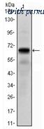 OriGene AM06494SU-N image 1