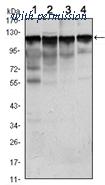 OriGene AM06498SU-N image 1