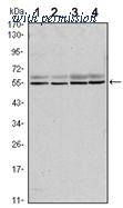 OriGene AM06507SU-N image 1