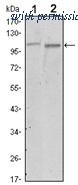 OriGene AM06508SU-N image 1