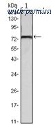 OriGene AM06521SU-N image 1