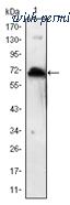 OriGene AM06522SU-N image 1