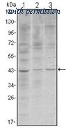 OriGene AM06523SU-N image 1
