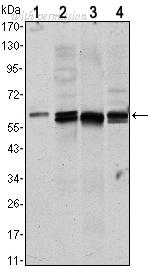 OriGene AM06526SU-N image 1