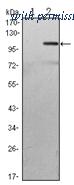 OriGene AM06537SU-N image 1