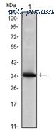 OriGene AM06540SU-N image 1