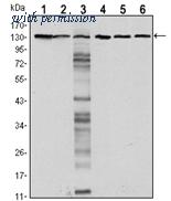 OriGene AM06542SU-N image 1
