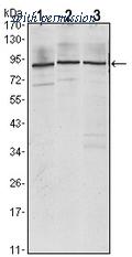OriGene AM06543SU-N image 1